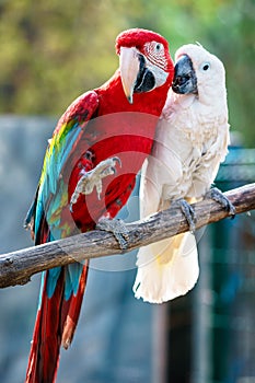 Couple of beautiful colorful Carribean macaw parrots sitting on a bar displaying love and devotion