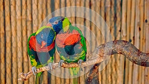 Couple of beautiful colorful parrots sitting together on tree branch.