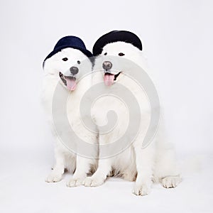 Couple of beautiful dogs in hats. Stylish dogs