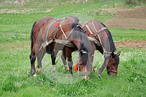 Couple of beautiful horses in harness eats grass at the meadow