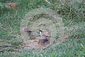 Couple of beautiful indian sparrows on ground on the seek of insects and edibles photo