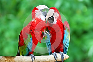 A couple of beautiful macaws