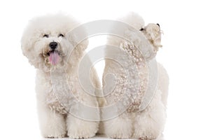 Couple of beautiful panting bichon frise dogs standing together