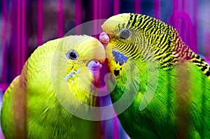 Couple of beautiful parrot