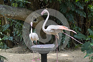 Couple of beautiful pink flamingo birds