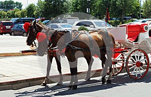 Couple of beautiful well-groomed horses in a harness, harnessed to a carriage