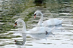 Couple of beautiful white swans