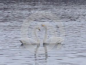 The couple of beautiful white swans on the lake.