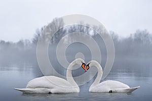 Couple of beautiful white swans wintering at lake. Foggy lake with birds. Romantic background