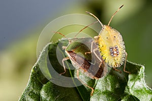 Couple of Bedbug insect on leaf extreme close up photo