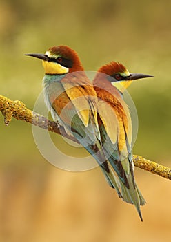 Couple of bee-eater