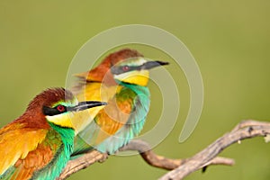 Couple of bee-eaters on leafless branch