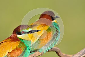 Couple of bee-eaters on leafless branch