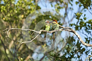 Couple of Bee Eaters photo