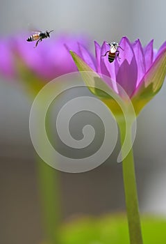 Couple of bees in nature among the lilies.