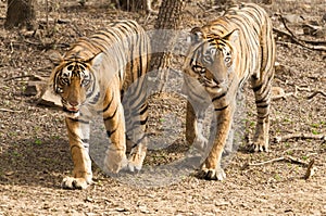 Couple of Bengal tiger in Ranthambore national park