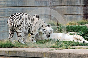 Couple of bengal tiger photo