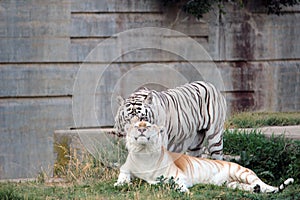 Couple of bengal tiger photo