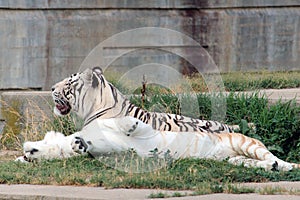 Couple of bengal tiger photo