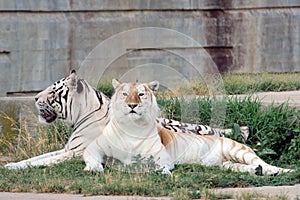 Couple of bengal tigers photo