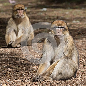 Couple of Bertuccia, or Barberia`s monkey. photo