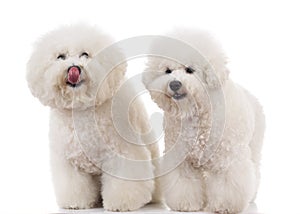 Couple of bichon frise dogs one licking its nose