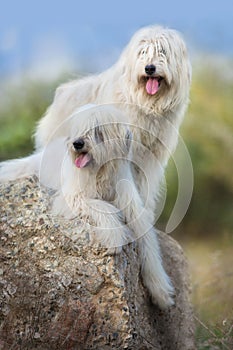 Couple of big white dog