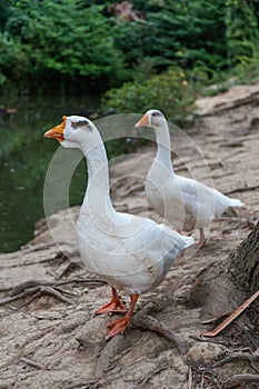 A couple of big white geese walking along the pond in the botanical garden of Sochi. Russia