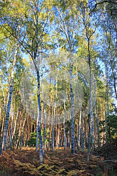 A couple of birch trees in aforest