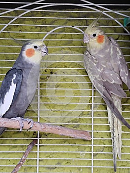 couple of bird nymph in grey with yellow in a cage