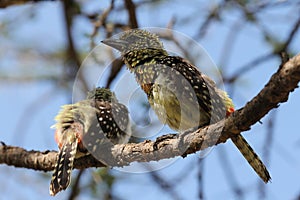 Couple of birds in Africa photo