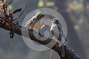 Couple of birds building a nest with twigs