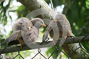 Couple of birds (Yellow-billed Barbler)