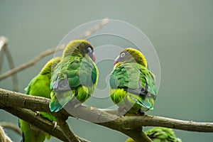 Couple of black cheeked lovebirds sitting together on a branch, tropical birds from Zambia, Africa