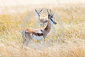 Couple of black-faced impala in african savanna