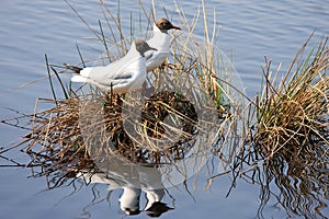 A couple of black-headed gulls