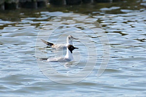 A couple of black headed gulls in the lake