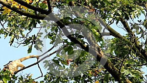 Couple of black howlers in the top of the trees