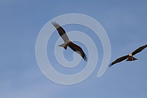 Couple of black kites soaring in the blue sky. Milvus migrans.