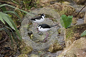 COUPLE OF BLACK-NECKED STILTS himantopus mexicanus