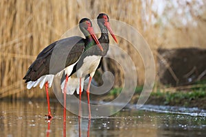 Couple of black storks standing in the wetland in spring