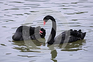 A couple of black swan