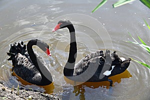 Couple of black swans