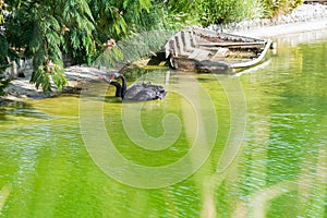 couple of black swans