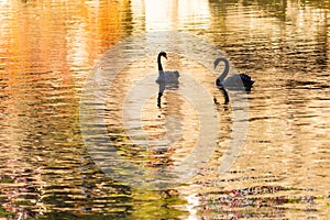 Couple of black swans on the lake with golden reflections