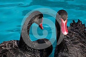 Couple of black swans in pond. Two birds with red beaks swim in blue water of lake. Love symbol or romantic relations