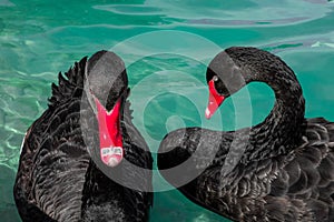 Couple of black swans in pond. Two birds with red beaks swim in blue water of lake. Love symbol or romantic relations