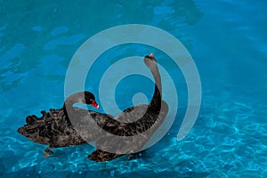 Couple of black swans in pond. Two birds with red beaks swim in blue water of lake. Love symbol or romantic relations