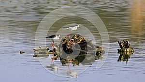 A couple of Black-winged Stilt staying on the nest with an egg on the stump in the middle of the water surface.