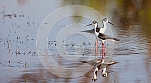 Couple of Black-winged Stilts